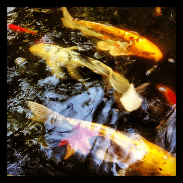 Brady’s massive Koi. These things will eat you. lol